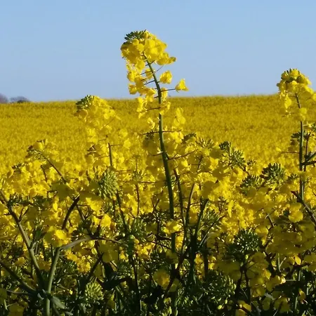 Boher Holiday Roddinge